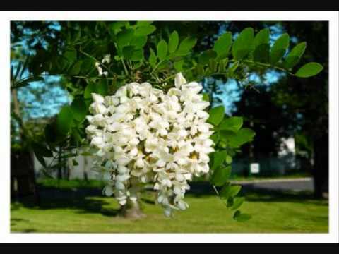 Akacija cover