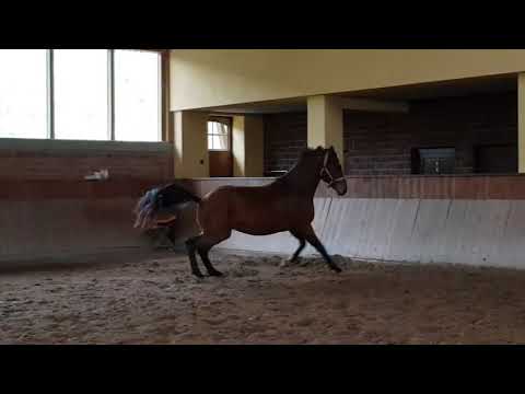 4jähriger Wallach v Finest