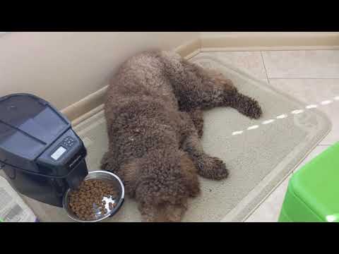 Hot Frog Living Composter Day 137 - Flies Check Up + Food - Vermicomposting