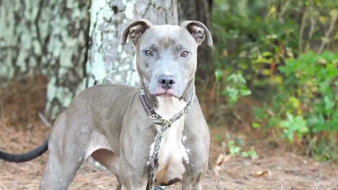 Enlarge Miss Meadow, a Adoptable mixed breed in Monroe, GA video 6/6