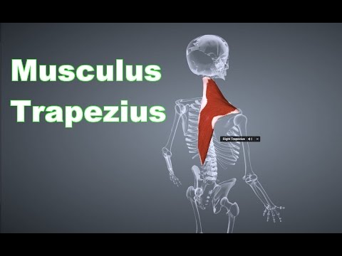 Das Knie klopfen Salbe Schmerzen im Schultergelenk