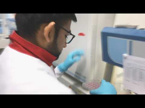 #TechThursday LXXVIII: Engineering human cells by adding DNA 🧫🧬