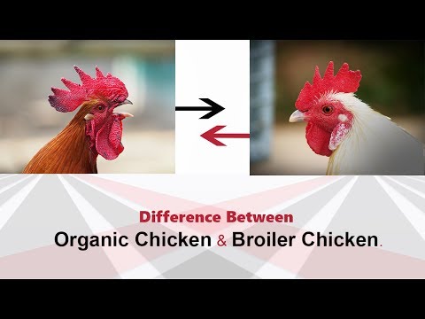 download lagu mp3 mp4 Broiler Chicken And Country Chicken Difference, download lagu Broiler Chicken And Country Chicken Difference gratis, unduh video klip Broiler Chicken And Country Chicken Difference