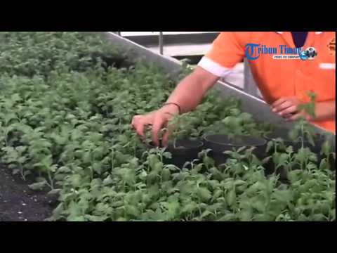 Cantiknya Kebun Bunga Mufidah Jusuf Kalla di Malino