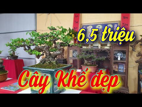 SH.4009. Beautiful Star Fruit Tree priced at 6.5 million at Thang Long Cooperative. Tho An Dan Ph...