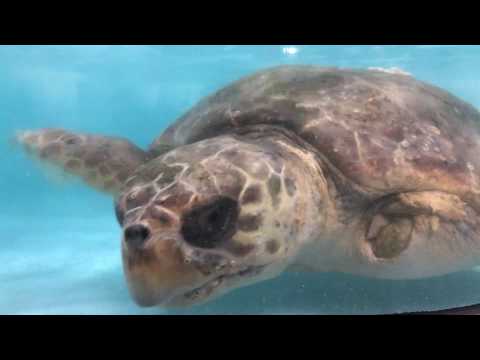 Meet Blue the Loggerhead