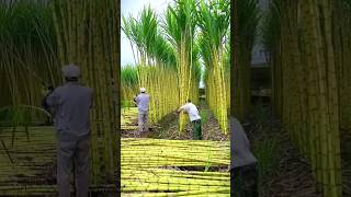 Download lagu PROSES PEMBUATAN GULA DARI PANEN TEBU SAMPAI JADI #shorts mp3 Download lagu PROSES PEMBUATAN GULA DARI PANEN TEBU SAMPAI JADI #shorts mp3