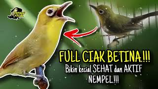 Download lagu FULL CIAK CIAK KECIAL KUNING BETINA AMPUH BIKIN SEHAT DAN AKTIF NEMPEL‼️ mp3