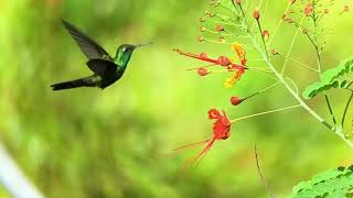 LAZY  DAYS - (Enya)