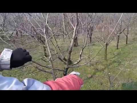 Uslužna rezidba voća-rezidba jabuke