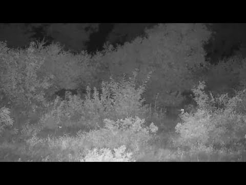 Djuma: Leopard walks by-what do you think other two sets of eyes belong to? - 23:27 - 04/01/20