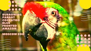 Попугай Московский зоопарк Burrowing Parrot Moluccan Cockatoo Blue fronted Amazon Moscow Zoo 
https://www.youtube.com/watch?v=7Dqo4hDIVg0
Попугай. Скалистый попугай. Московский зоопарк.
Музыка - Александр Зимин.
Отряд: