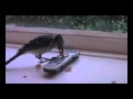 Blue Jay Changing The Channel