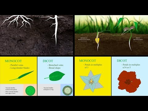 Monocots vs Dicots