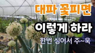 대파 꽃핀것 절대 버리지 말고 이렇게 하세요