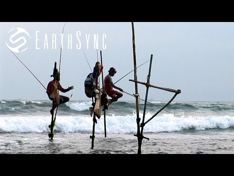 A New Day - A song from Sri Lanka | From the "Laya Project" Film