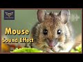 High Quality Mouse Sound Effect चूहे की आवाज़ Audio Vampire