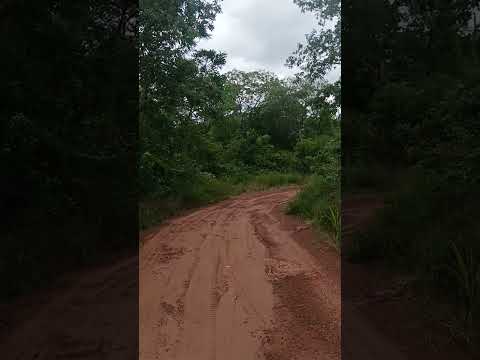 Caminando por el bosque Chiquitano, cerca Águas Calientes, Santa Cruz, Bolívia