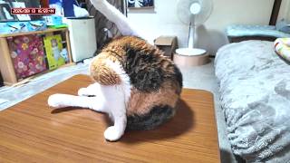 三毛猫フミちゃん  LIVE配信 #2　2026年8月13日　calico cat　(LIVE stream)