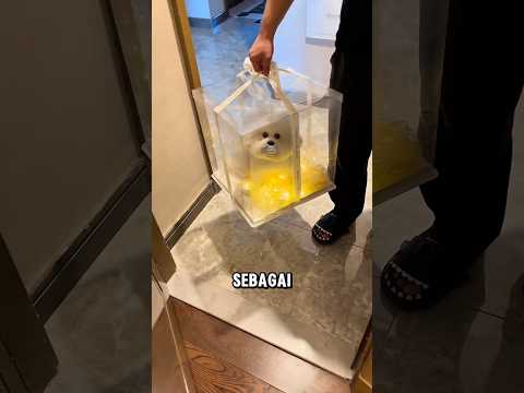 Gadis ini mendapatkan anak anjing sebagai hadiahnya ❤️