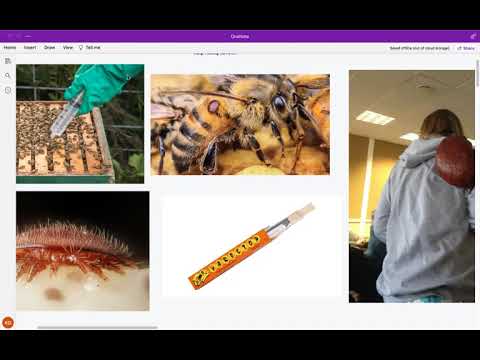 Viskas apie gydymą nuo Varroa erkių.