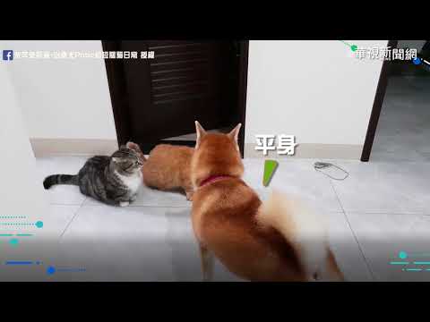 後宮短腿貓上演貓拳戰 波皇一駕到秒站直