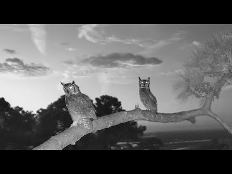 Pair of Great Horned Owls visit Savannah nest          06 44 52 1 19 23