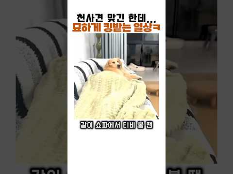 분명 천사견인데 묘하게 킹받는 일상ㅋㅋ🦮😇 #동물 #골든리트리버