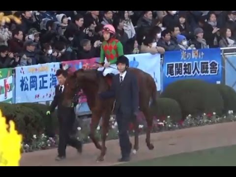 【岡田繁幸の夢】川崎所属コスモス ホープフルＳのパドックの様子 2016年12月25日