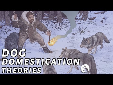 4 Dog Domestication Theories