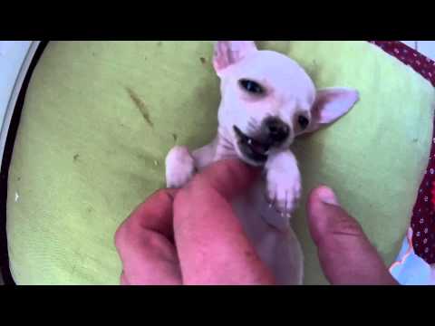 Chihuahua féreg kezelés