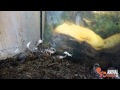 Scorpling Food Fight