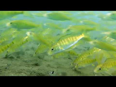 Ciclidi imperatore e Limnochromis auritus