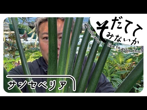 化学薬品を使わずに植物の成長を促進する、オレンジの皮から作られた天然肥料の 2 つのアイデア  庭園