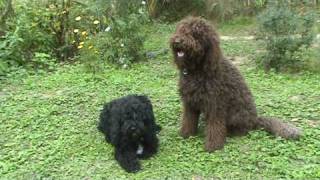 preview picture of video 'Litter of Barbet Francais coming up!'