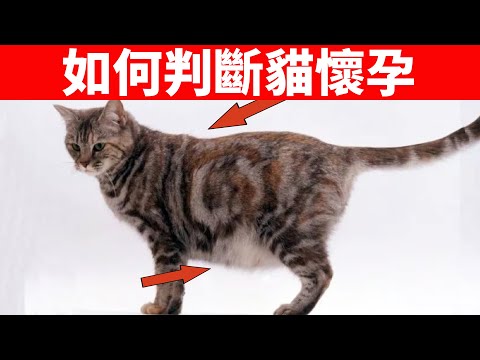 貓咪要生的前兆