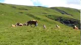 preview picture of video 'Wild kid chasing cows'