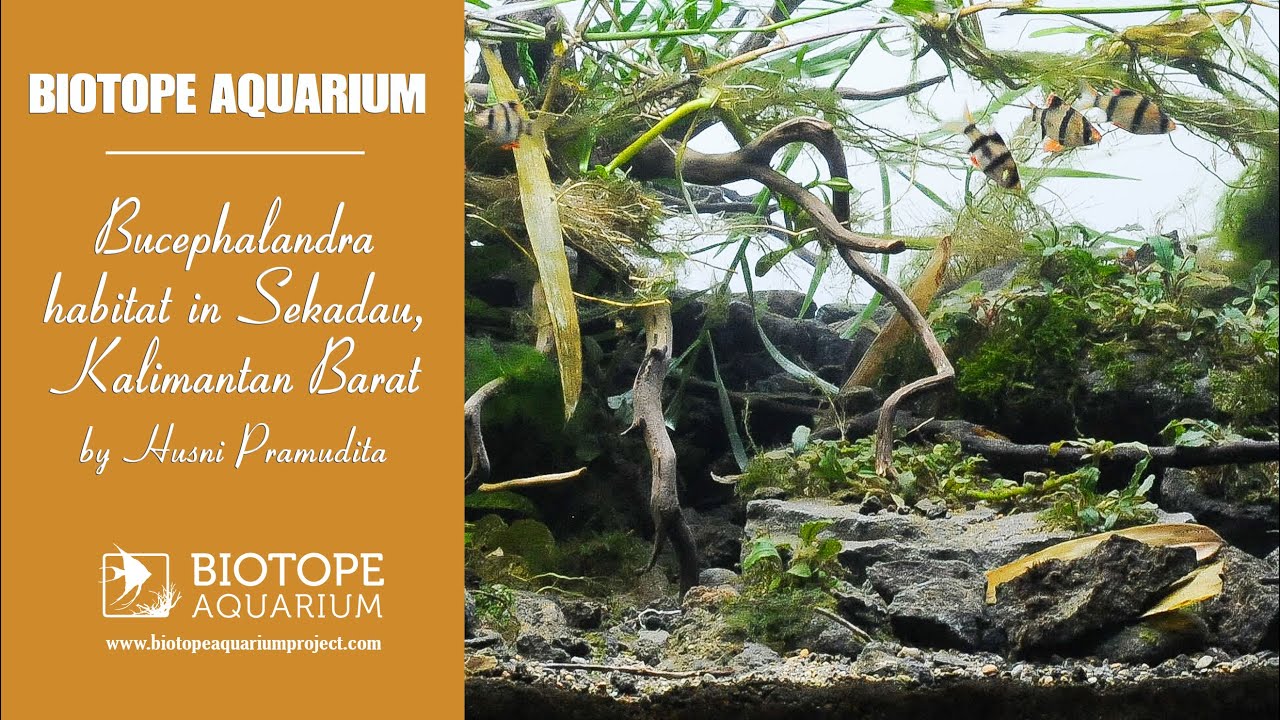 Bucephalandra biotope in Sekadau, West Kalimantan - BAP