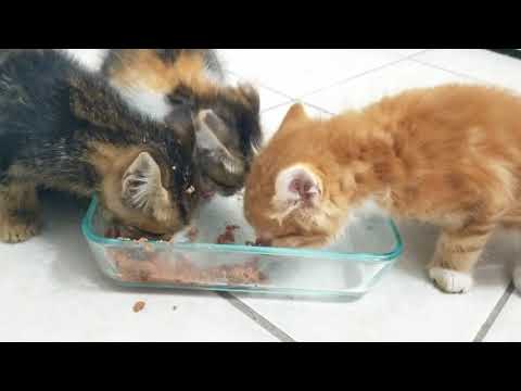 kittens eating and being aggressive towards each other