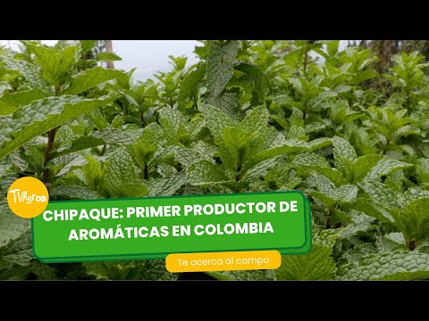 Chipaque: primer productor de aromáticas en Colombia- TvAgro por Juan Gonzalo Angel Restrepo