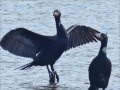 Nature S Predators 2 Double Crested Cormorant Eats Fish Alive