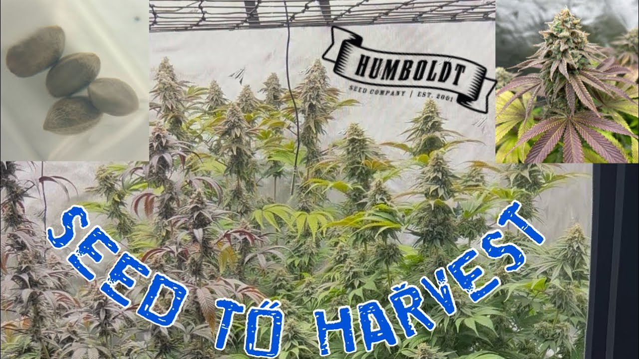 SEED TO HARVEST FEB 28TH 2026 HUMBOLDT SEED COMPANY 