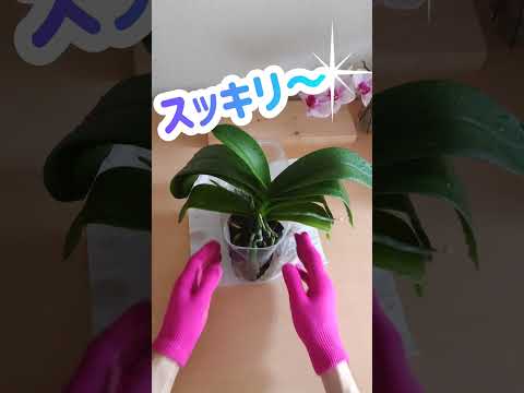 蘭を活性化させるアジアの秘訣は何でしょうか？永遠に開花する極東の魔法  庭園