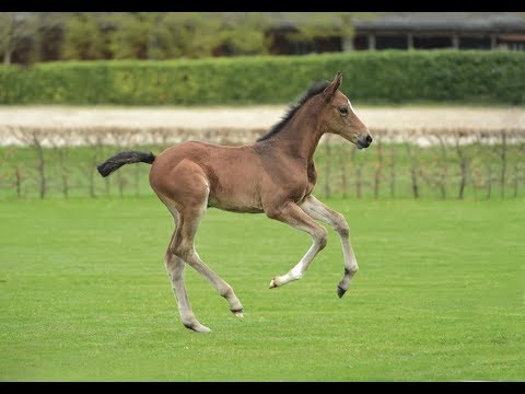 Nr. 18 | Stutfohlen v. Million Dollar - Cassini I
