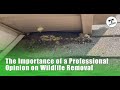 Bats in Attic Inspection in Dunnville - The Importance of a Professional Opinion - Ontario Wildlife Removal Inc. Bats in Attic Inspection in Dunnville - The Importance of a Professional Opinion