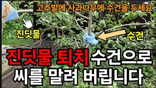 진딧물 벌레퇴치 ! 이렇게하면 씨가 마릅니다 !  #진딧물퇴치 #진딧물약 #진딧물방제 #유기농진딧물약 #벌레…