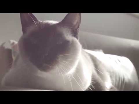 download lagu mp3 mp4 Cat Burping, download lagu Cat Burping gratis, unduh video klip Cat Burping
