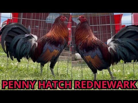 Penny Hatch Radio Joe Goode Grey - Red Newark Owner Farm Tony Mtz