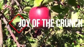 JOY OF THE CRUNCH: Apple Picking in New York's Southern Tier