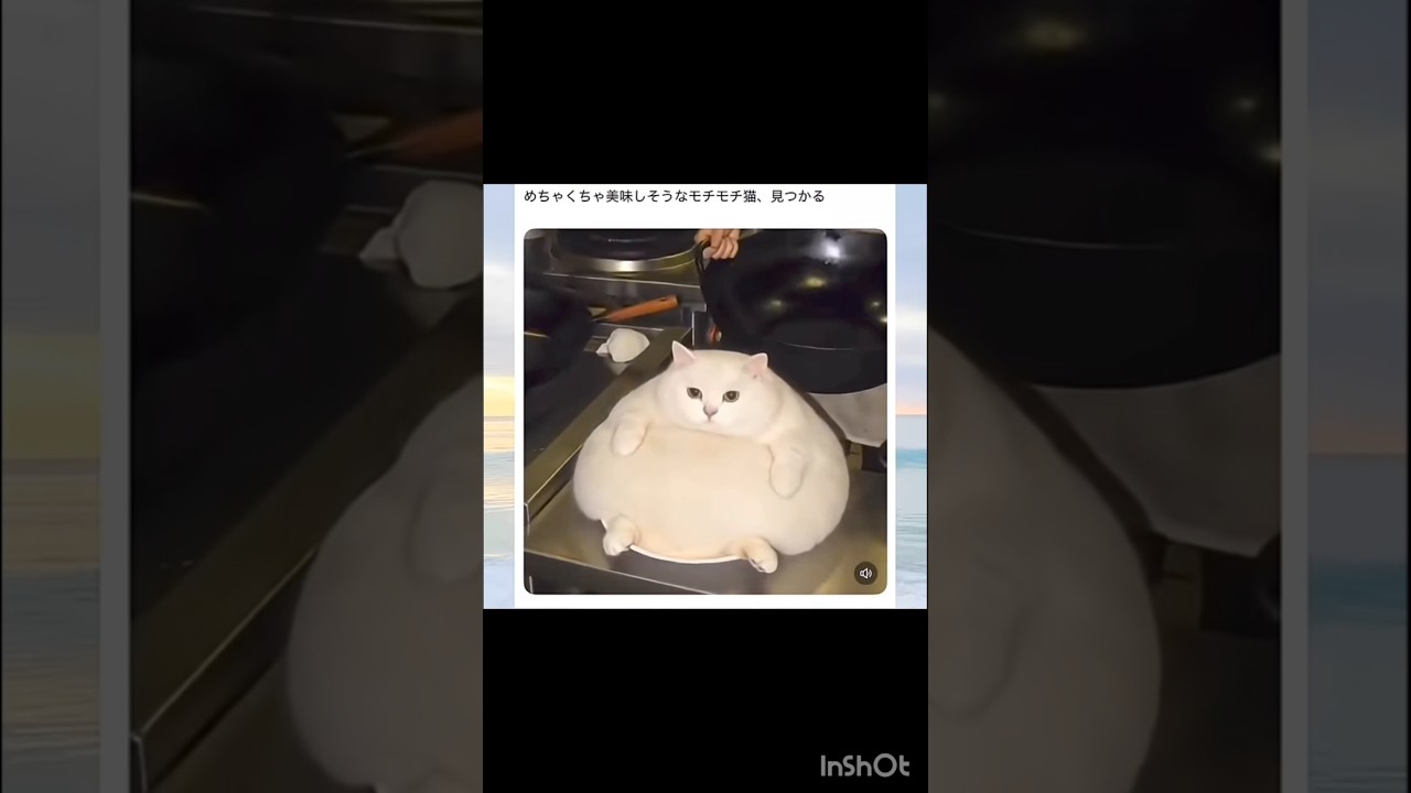 もっちもちの猫だなwww #面白ろ　#楽しい　#バズれ